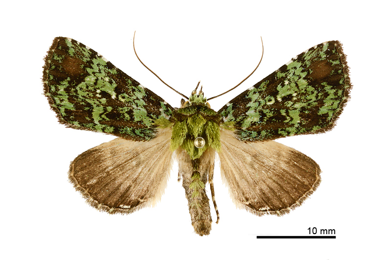 Viridistria viridipicta Male